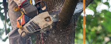 Best Tree Removal  in Venice Gardens, FL