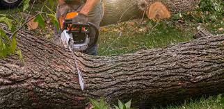 Best Hedge Trimming  in Venice Gardens, FL