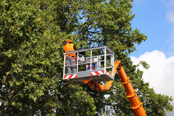 Best Arborist Consultation Services  in Venice Gardens, FL