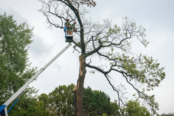 Best Tree Maintenance Programs  in Venice Gardens, FL