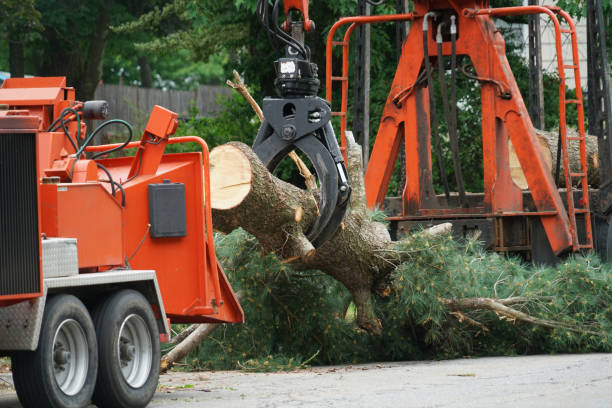 Best Tree Health Inspection  in Venice Gardens, FL