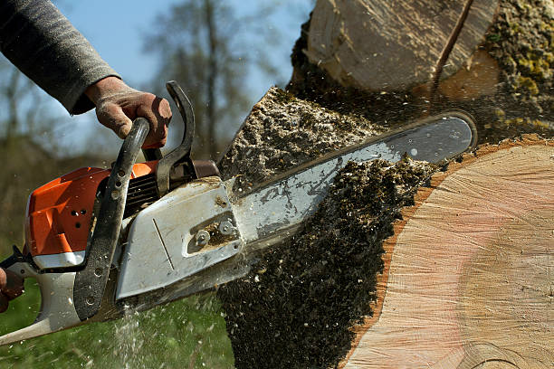 How Our Tree Care Process Works  in Venice Gardens, FL